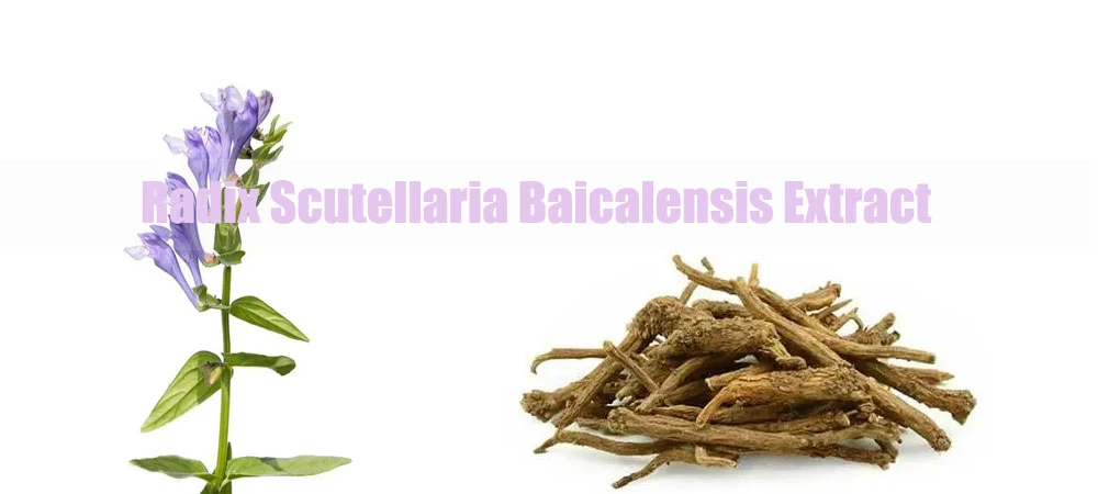 Radix Scutellaria Baicalensis Extract.png